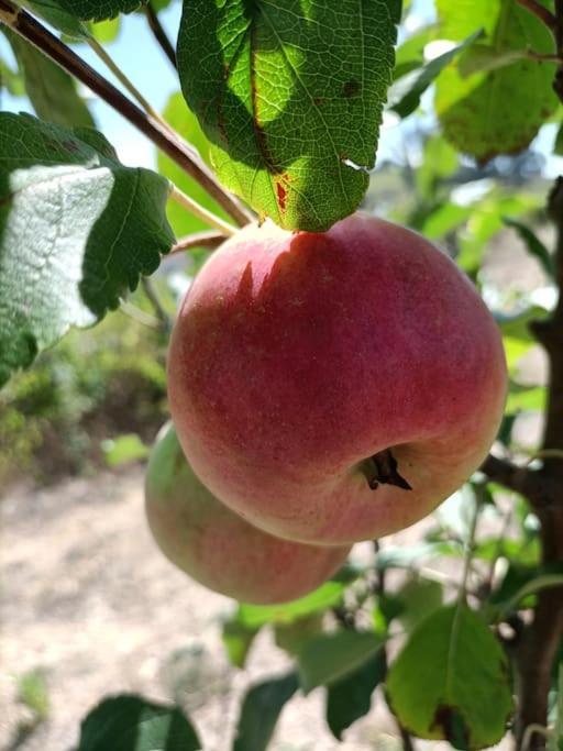 Quinta Da Estima Villa Dous Portos Eksteriør billede